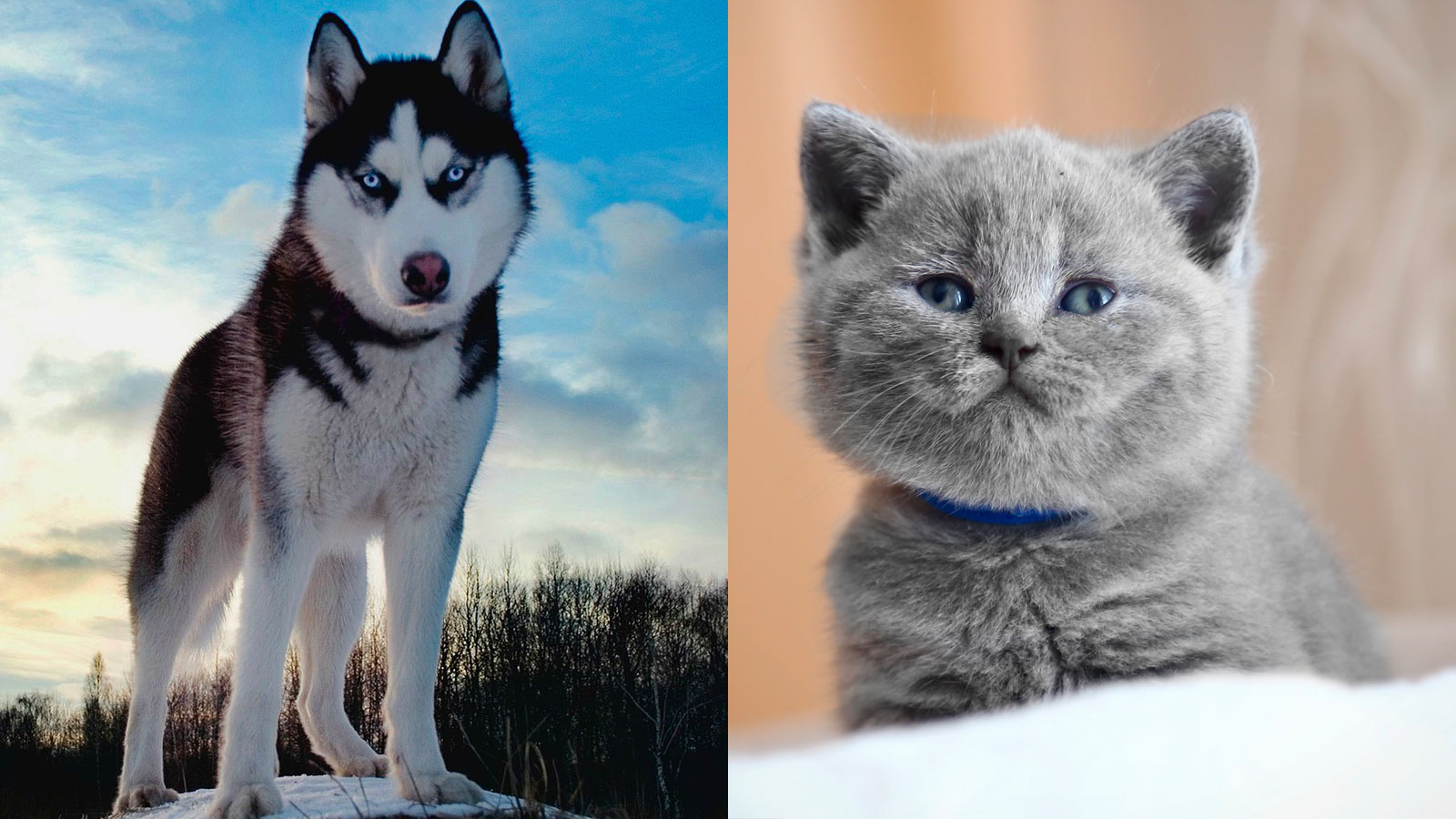 You got: Siberian Husky and British Shorthair! What Dog Breed and Cat Breed Are You a Combo of? 🐶🐱