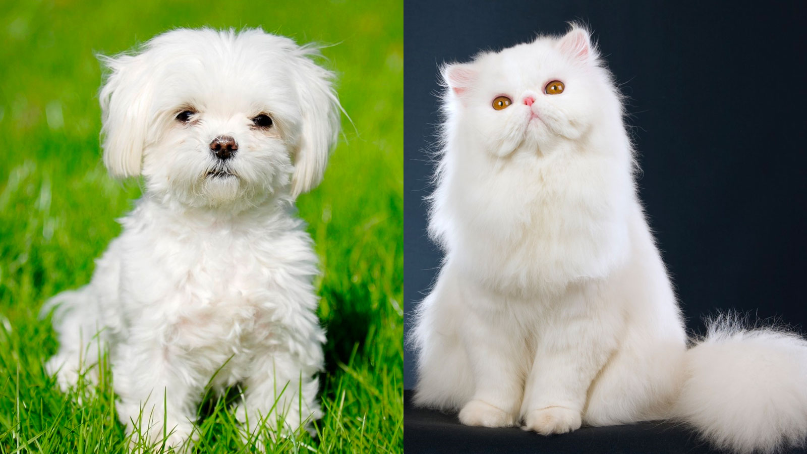 You got: Maltese and Persian! What Dog Breed and Cat Breed Are You a Combo of? 🐶🐱