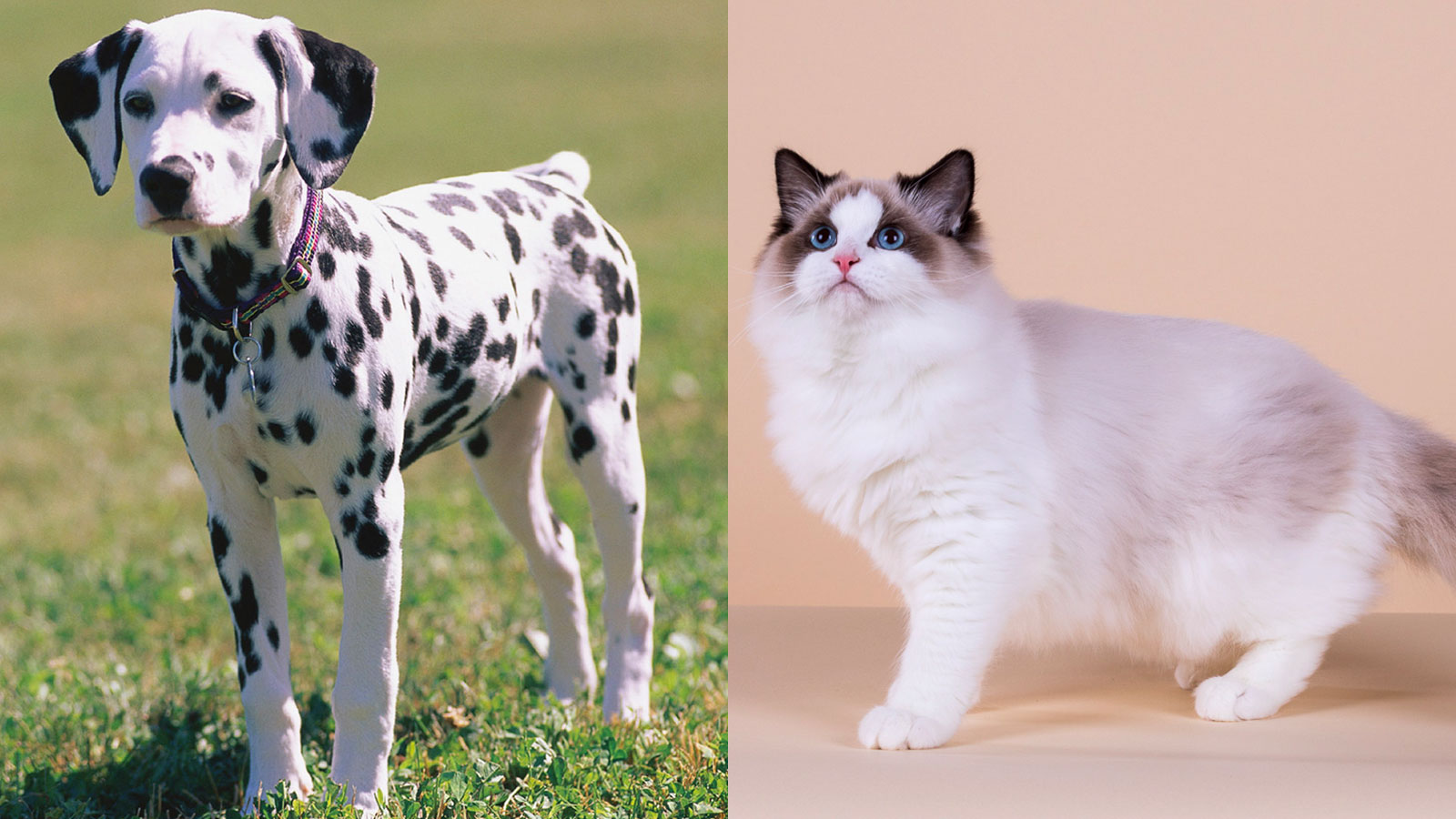 You got: Dalmatian and Ragdoll! What Dog Breed and Cat Breed Are You a Combo of? 🐶🐱