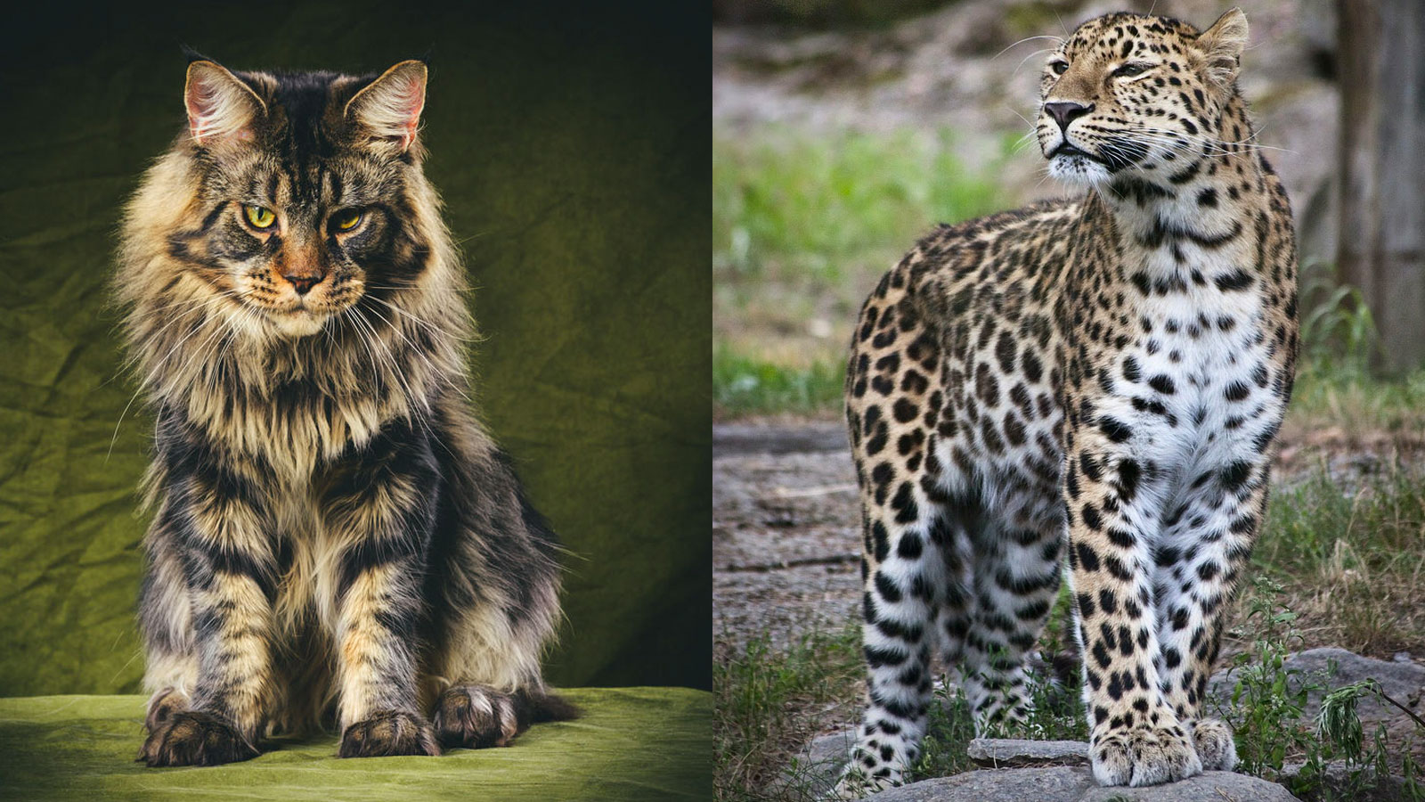 You got: Maine Coon and Cheetah! Which Domestic Cat and Wild Cat Are You a Combo of? 🐱🦁