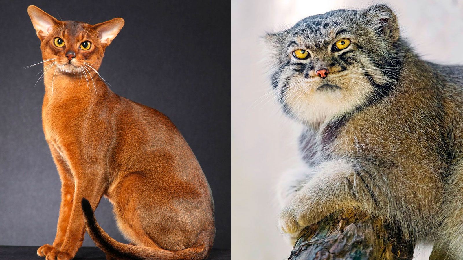 You got: Abyssinian and Pallas's Cat! Which Domestic Cat and Wild Cat Are You a Combo of? 🐱🦁