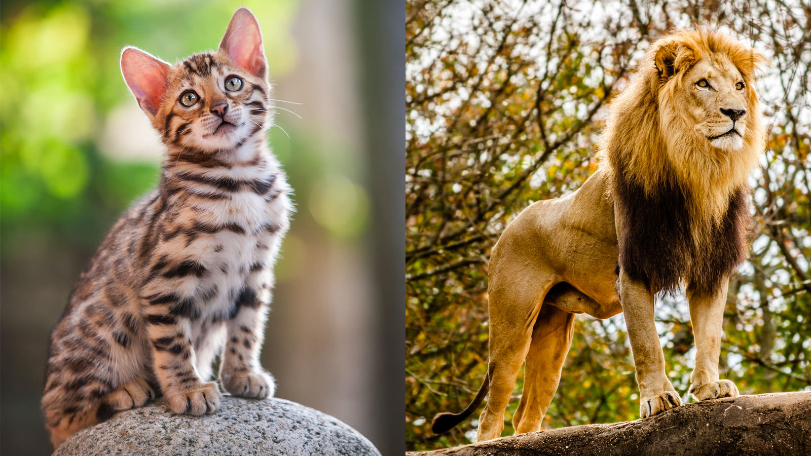 You got: Bengal and Lion! Which Domestic Cat and Wild Cat Are You a Combo of? 🐱🦁