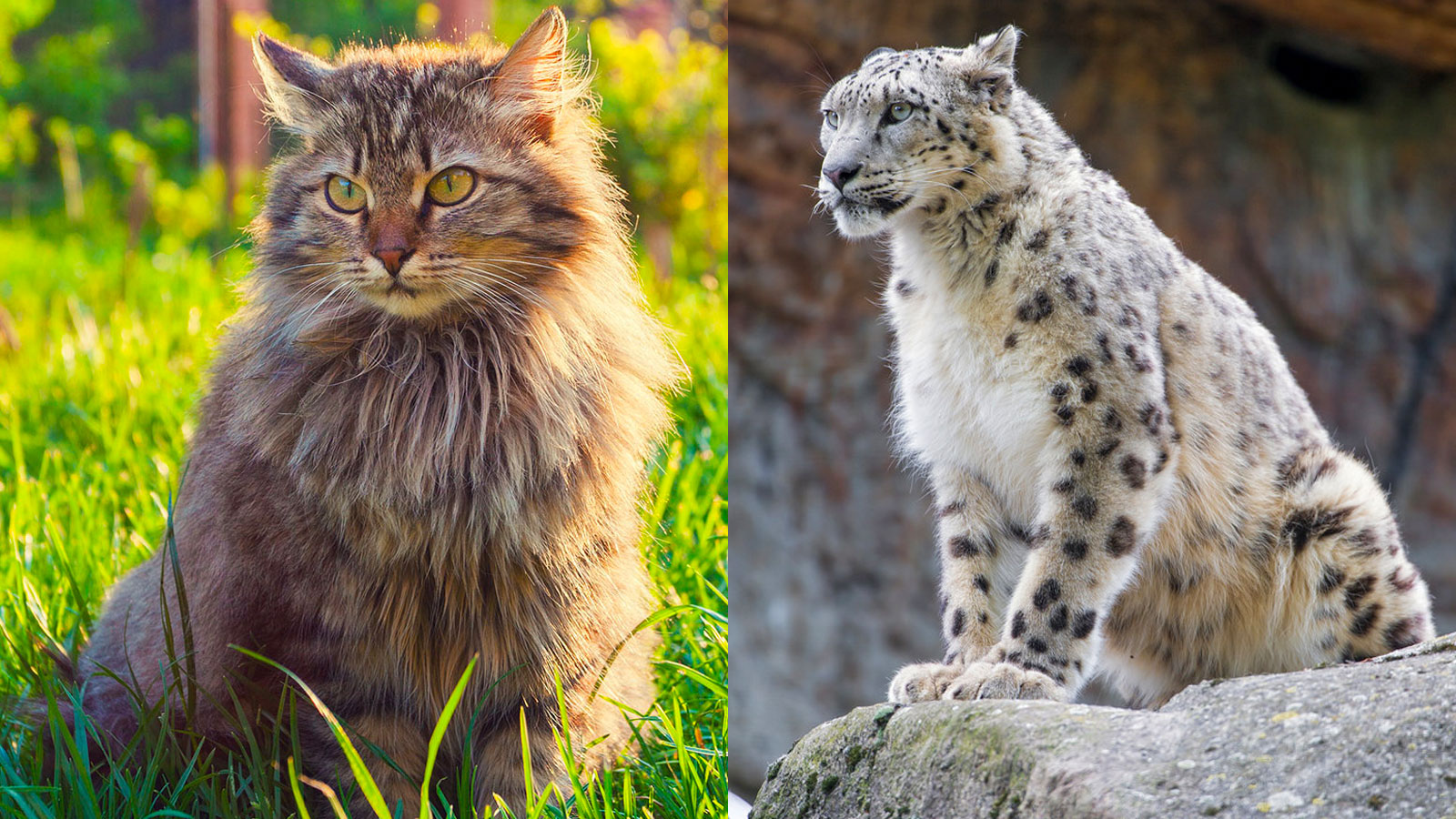 You got: Siberian and Snow Leopard! Which Domestic Cat and Wild Cat Are You a Combo of? 🐱🦁