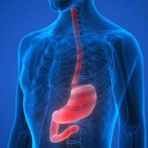 You're Undoubtedly Smart Friend If You Find This General Knowledge Quiz Too Easy Digestive system