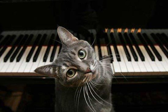 The Average Person Can Score 10 on This Trivia Quiz, So to Impress Me, You'll Have to Score 15 cat playing piano