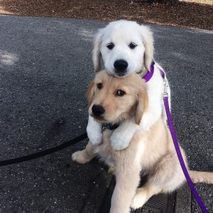🐶 Everyone Is a Combo of One Dog Breed and One Cat Breed — What Are You? 🐱 