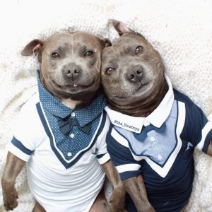 🐶 Everyone Is a Combo of One Dog Breed and One Cat Breed — What Are You? 🐱 