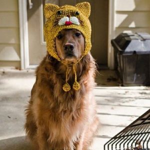 🐶 Everyone Is a Combo of One Dog Breed and One Cat Breed — What Are You? 🐱 