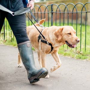 I Bet You Can’t Spend a Day as a 🐕 Dog Walker Without Getting Fired Offer the client a 50% discount on the next walk