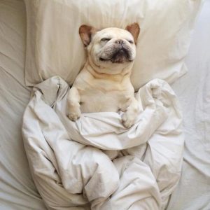 🐶 Everyone Is a Combo of One Dog Breed and One Cat Breed — What Are You? 🐱 Sleeping