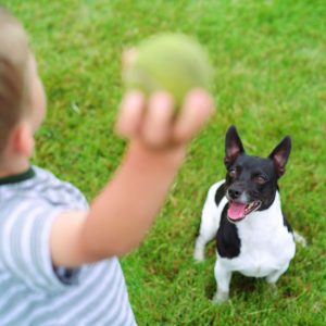 🐕 How Much of a Dog Person Are You? Playing fetch