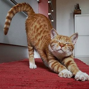 🐶 Everyone Is a Combo of One Dog Breed and One Cat Breed — What Are You? 🐱 Stretch