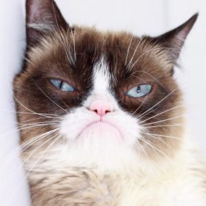 2019 Was the Year Before the World Changed — How Well Do You Remember It? Grumpy Cat