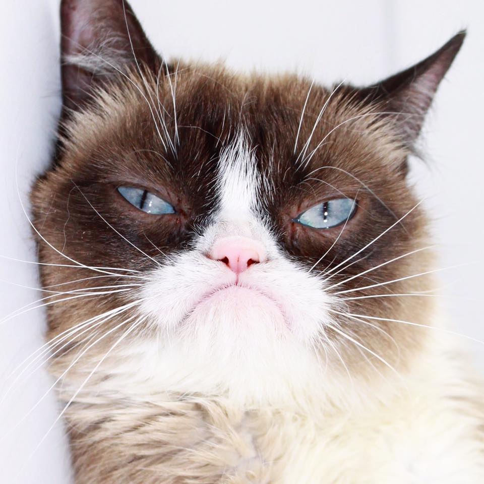 Am I A Good Liar Grumpy Cat