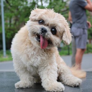 🐶 Everyone Is a Combo of One Dog Breed and One Cat Breed — What Are You? 🐱 Marnie the Dog
