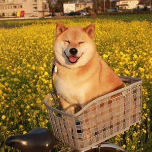 🐶 Everyone Is a Combo of One Dog Breed and One Cat Breed — What Are You? 🐱 Shiba Inu Maru