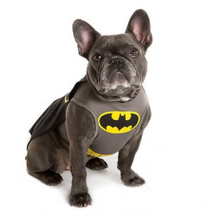 🐶 Everyone Is a Combo of One Dog Breed and One Cat Breed — What Are You? 🐱 