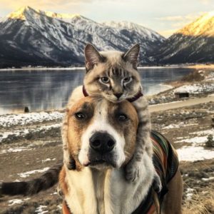 🐶 Everyone Is A Combo Of One Dog Breed And One Cat Breed — What Are You ...