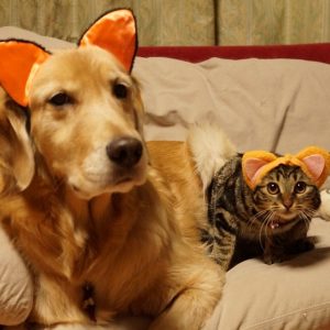 🐶 Everyone Is a Combo of One Dog Breed and One Cat Breed — What Are You? 🐱 