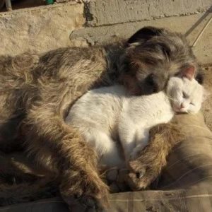🐶 Everyone Is a Combo of One Dog Breed and One Cat Breed — What Are You? 🐱 