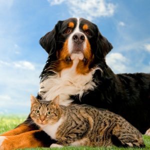 🐶 Everyone Is a Combo of One Dog Breed and One Cat Breed — What Are You? 🐱 