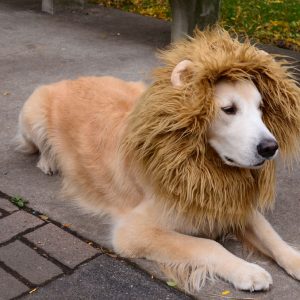 Can You Beat Your Friends In This Quiz That's All About Animals? Dog