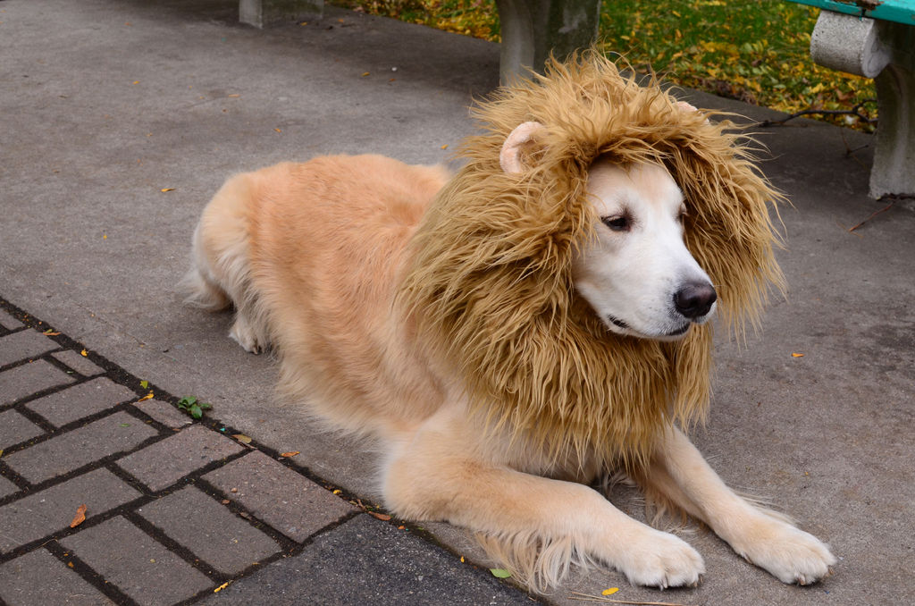 dog dressed like a lion