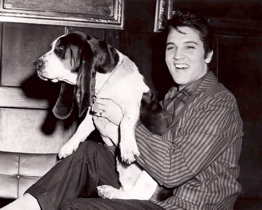 What Dog Breed And Cat Breed Are You A Combo Of? Quiz elvis presley hound dog
