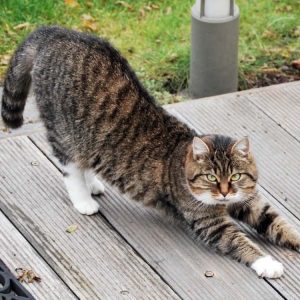 Are You A Black Cat Or A Golden Retriever? Quiz Yoga