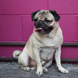 🐶 Pick Your Favorite Dog Breeds and We’ll Tell You Your Personality Pug