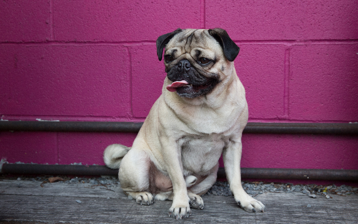 🐶 I Bet You Can’t Spell the Names of 10/20 of These Dog Breeds Pug