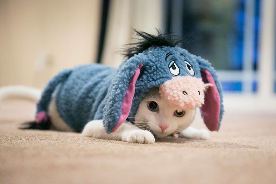 What Dog Breed And Cat Breed Are You A Combo Of? Quiz cat in costume