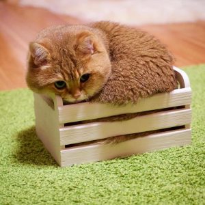 What Domestic And Wild Cat Breeds Are You A Combo Of? Quiz 