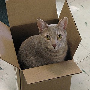What Domestic And Wild Cat Breeds Are You A Combo Of? Quiz 