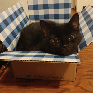 What Domestic And Wild Cat Breeds Are You A Combo Of? Quiz 
