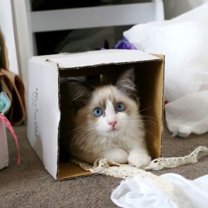 What Domestic And Wild Cat Breeds Are You A Combo Of? Quiz 