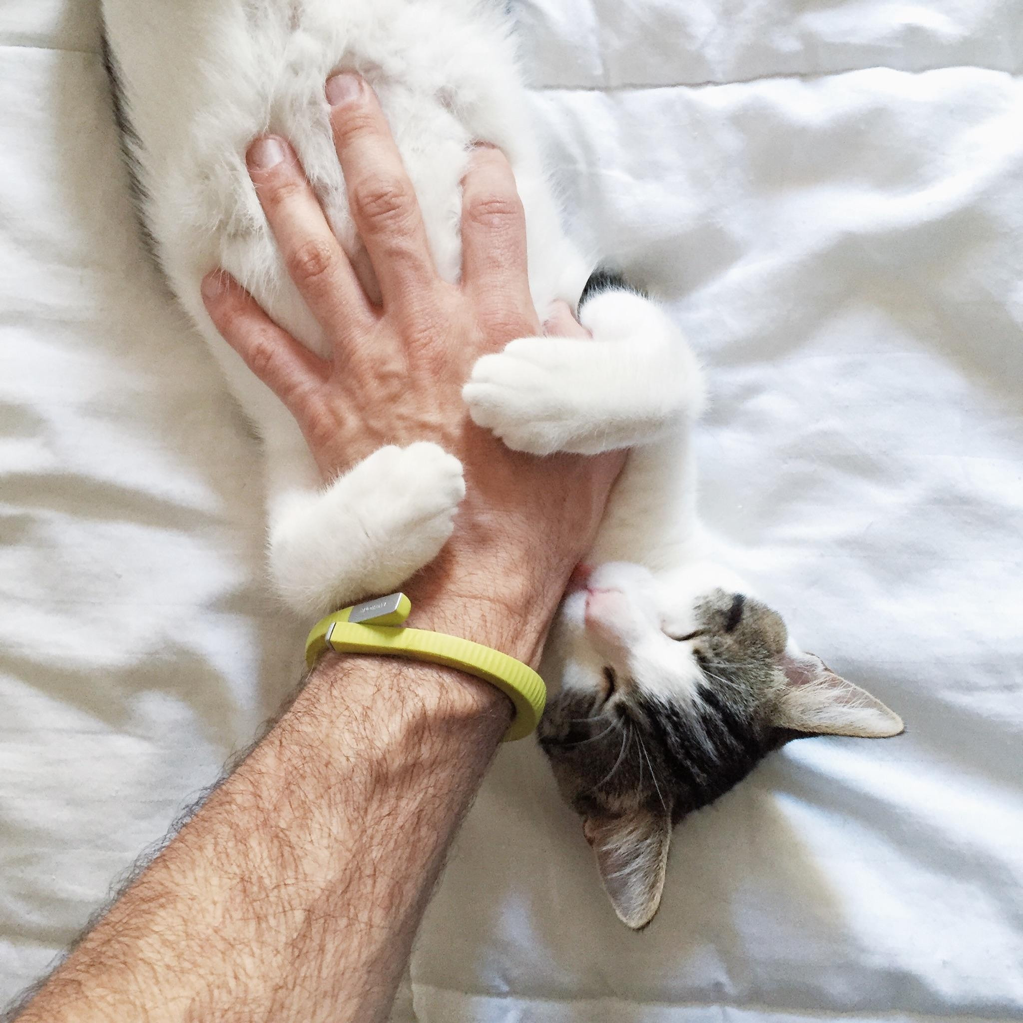 Cat getting belly rub