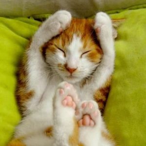 What Domestic And Wild Cat Breeds Are You A Combo Of? Quiz Loud noises