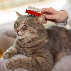 What Domestic And Wild Cat Breeds Are You A Combo Of? Quiz Getting brushed