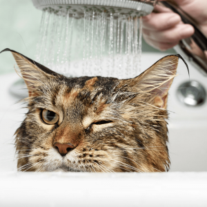 What Domestic And Wild Cat Breeds Are You A Combo Of? Quiz Water