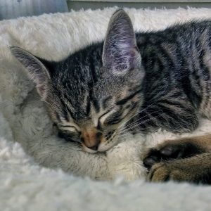What Domestic And Wild Cat Breeds Are You A Combo Of? Quiz 