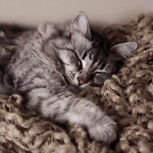 What Domestic And Wild Cat Breeds Are You A Combo Of? Quiz 