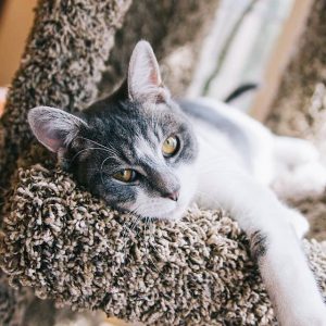 What Domestic And Wild Cat Breeds Are You A Combo Of? Quiz 