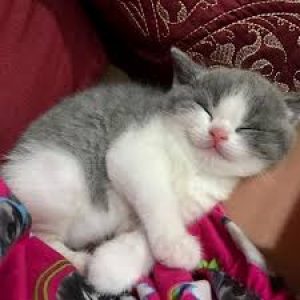 What Domestic And Wild Cat Breeds Are You A Combo Of? Quiz 