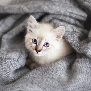 What Domestic And Wild Cat Breeds Are You A Combo Of? Quiz 