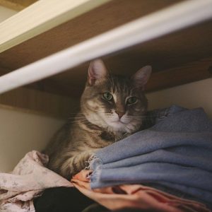 What Domestic And Wild Cat Breeds Are You A Combo Of? Quiz Closet