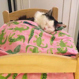 What Domestic And Wild Cat Breeds Are You A Combo Of? Quiz Bed