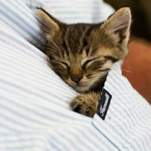 What Domestic And Wild Cat Breeds Are You A Combo Of? Quiz Pocket