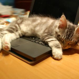 What Domestic And Wild Cat Breeds Are You A Combo Of? Quiz Laptop
