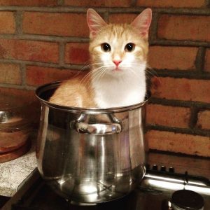 What Domestic And Wild Cat Breeds Are You A Combo Of? Quiz 